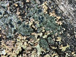 Attēlu rezultāti vaicājumam “Trapeliopsis granulosa”