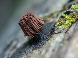 Attēlu rezultāti vaicājumam “Stemonitis splendens spores”