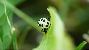 Attēlu rezultāti vaicājumam “Calvia decemguttata larva”