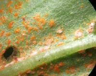 Attēlu rezultāti vaicājumam “Coleosporium sp.”