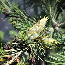 Attēlu rezultāti vaicājumam “Pseudotsuga menziesii”