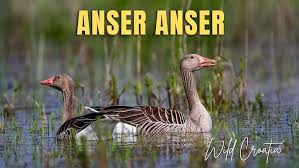 Attēlu rezultāti vaicājumam “Anser anser”