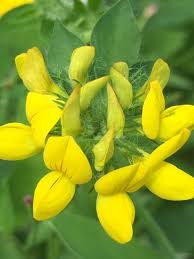 Attēlu rezultāti vaicājumam “Lathyrus pratensis fruit”