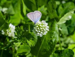 Attēlu rezultāti vaicājumam “Cyaniris semiargus male”