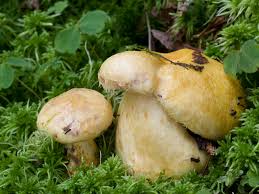 Attēlu rezultāti vaicājumam “Lactarius repraesentaneus”