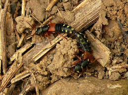 Attēlu rezultāti vaicājumam “Staphylinus erythropterus”