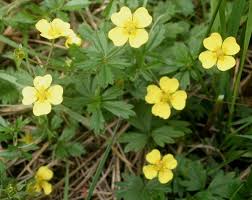 Attēlu rezultāti vaicājumam “Potentilla erecta fruit”