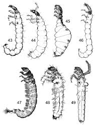 Attēlu rezultāti vaicājumam “Trichoptera”
