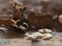 Attēlu rezultāti vaicājumam “Diderma montanum var. album spores”