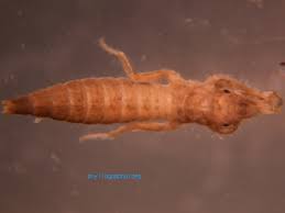 Attēlu rezultāti vaicājumam “Gomphidae”