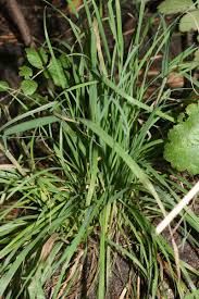 Attēlu rezultāti vaicājumam “Dactylis polygama”