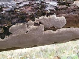 Attēlu rezultāti vaicājumam “Cinereomyces lindbladii”