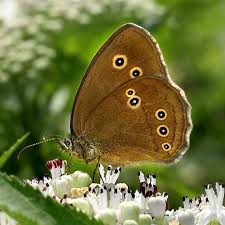 Attēlu rezultāti vaicājumam “Aphantopus hyperantus upperside”