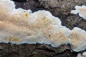 Attēlu rezultāti vaicājumam “Junghuhnia nitida”