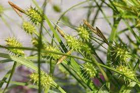 Attēlu rezultāti vaicājumam “Carex flava”