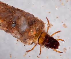 Attēlu rezultāti vaicājumam “Orthosia sp. larva”