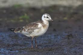 Attēlu rezultāti vaicājumam “Larus ridibundus juvenile”