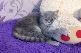 Image result for site:buyreklama.ru/*