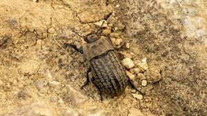 Attēlu rezultāti vaicājumam “Opatrum sabulosum”