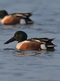 Attēlu rezultāti vaicājumam “Anas clypeata”