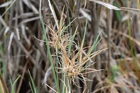 Attēlu rezultāti vaicājumam “Agrostis canina”