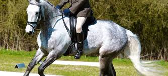 Image result for Huntingdon and District Riding Club