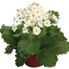 Attēlu rezultāti vaicājumam “Primula x margotae”