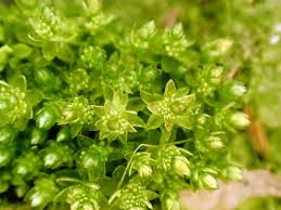 Attēlu rezultāti vaicājumam “Bryum neodamense macro”