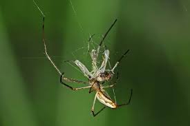 Attēlu rezultāti vaicājumam “Tetragnatha extensa”