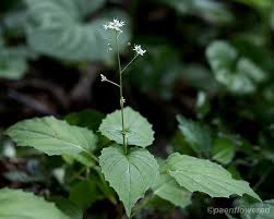 Attēlu rezultāti vaicājumam “Circaea alpina”