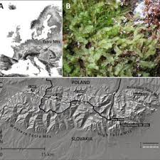 Attēlu rezultāti vaicājumam “Serpoleskea subtilis”