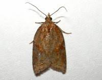 Attēlu rezultāti vaicājumam “Acleris laterana”