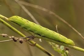 Attēlu rezultāti vaicājumam “Lacanobia contigua”