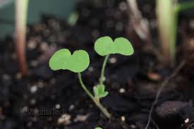 Attēlu rezultāti vaicājumam “Geranium dissectum leaf”