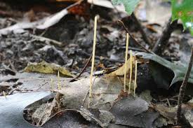 Attēlu rezultāti vaicājumam “Macrotyphula juncea”