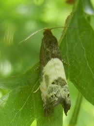 Attēlu rezultāti vaicājumam “Notocelia cynosbatella”