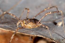 Attēlu rezultāti vaicājumam “Lophopilio palpinalis”