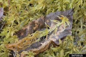 Attēlu rezultāti vaicājumam “Sphagnum cuspidatum”
