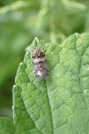 Attēlu rezultāti vaicājumam “Cixius sp.”