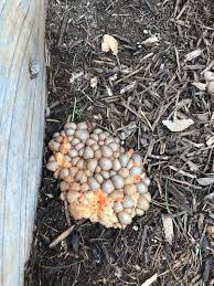 Attēlu rezultāti vaicājumam “Lycogala conicum spores”