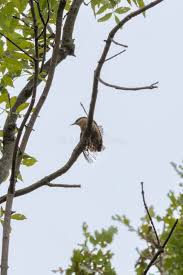 Attēlu rezultāti vaicājumam “Sitta europaea male”