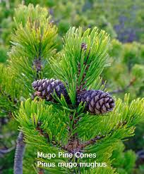 Attēlu rezultāti vaicājumam “Pinus mugo fruit”