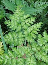 Attēlu rezultāti vaicājumam “Anthriscus sylvestris leaf”