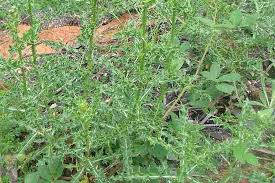 Attēlu rezultāti vaicājumam “Cirsium x rigens”