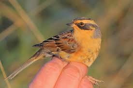 Attēlu rezultāti vaicājumam “Licea pusilla sessile”