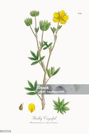 Attēlu rezultāti vaicājumam “Pentaphylloides fruticosa”