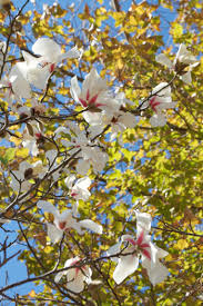 Attēlu rezultāti vaicājumam “Magnolia kobus flower”