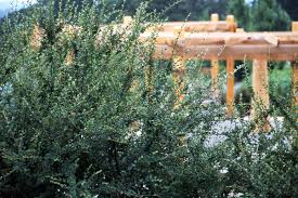 Attēlu rezultāti vaicājumam “Cotoneaster divaricatus”