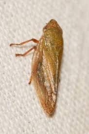 Attēlu rezultāti vaicājumam “Aphrophora salicina”