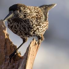 Attēlu rezultāti vaicājumam “Nucifraga caryocatactes adult”